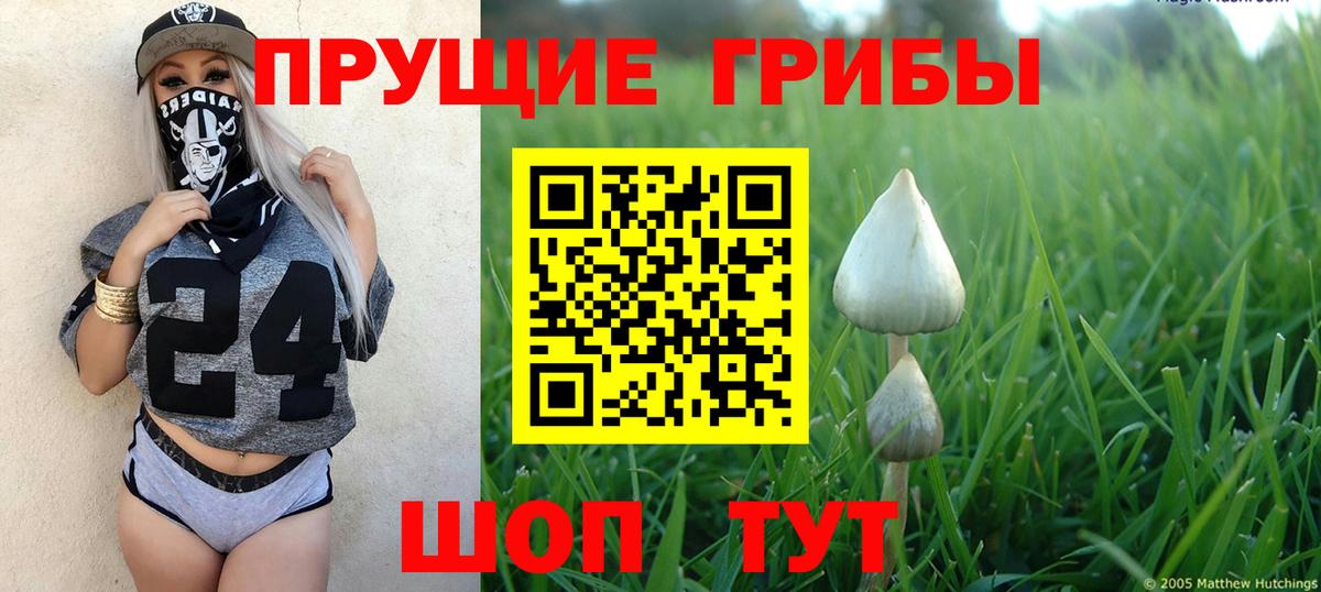 Псилоцибиновые грибы Psilocybine cubensis  Вход с VPN  Елец  цены   Псилоцибиновые грибы Psilocybine cubensis 